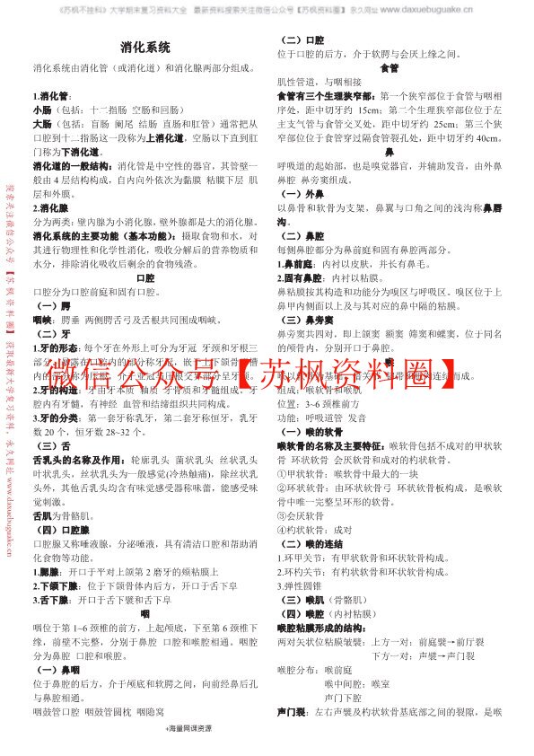 人体解剖学